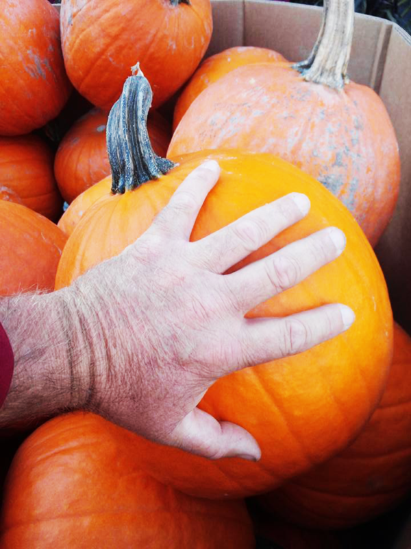 The Plant Stand Experience Godfrey Uncover Events, Attractions, and