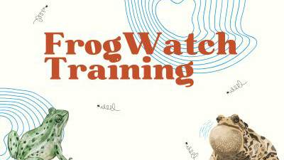 frog watching