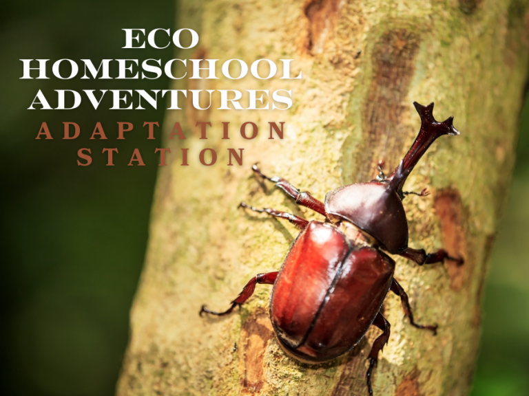 eco homeschool adaptation station 768x576