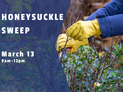 honeysuckle sweep DATED