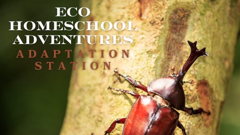 adaptation station 768x432