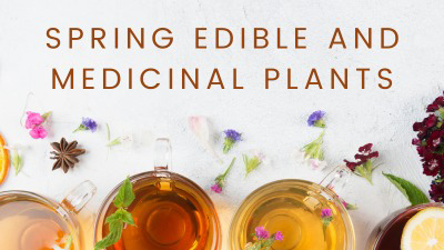 spring edible and medicinal plants