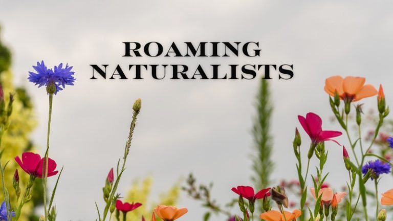 springing back to life 3 768x432