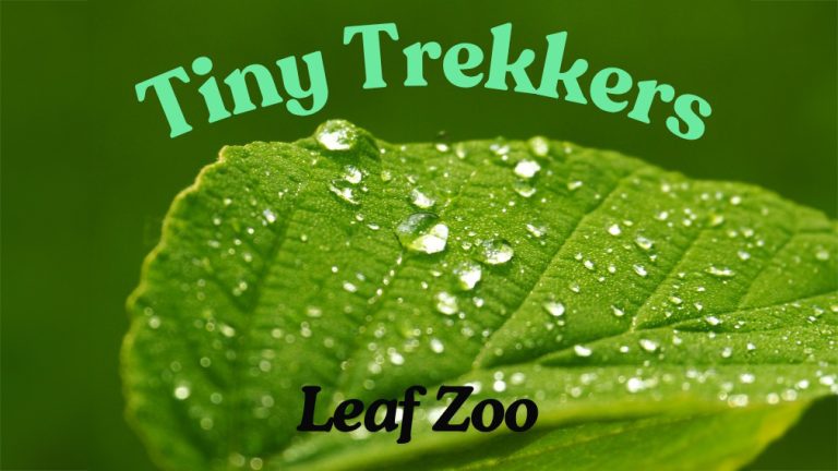 570990637 1228230729337597 830030472557342298 n 768x432