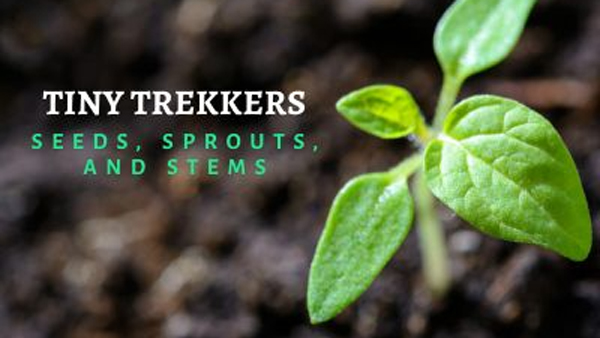 Tiny Trekkers Seeds Sprouts Stems